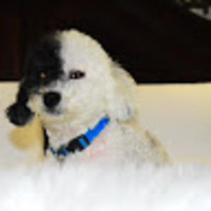 Meet your Posher, Oaty